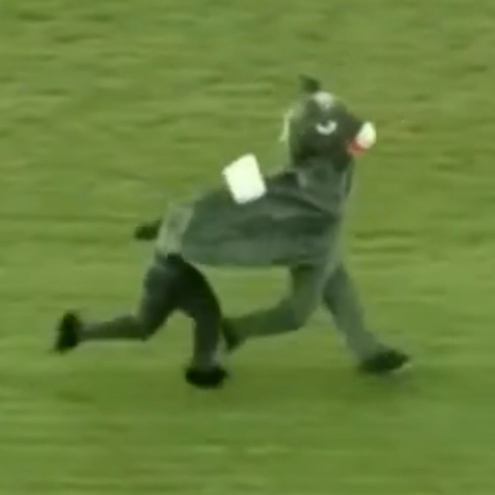 dangjesaur munchakoopas