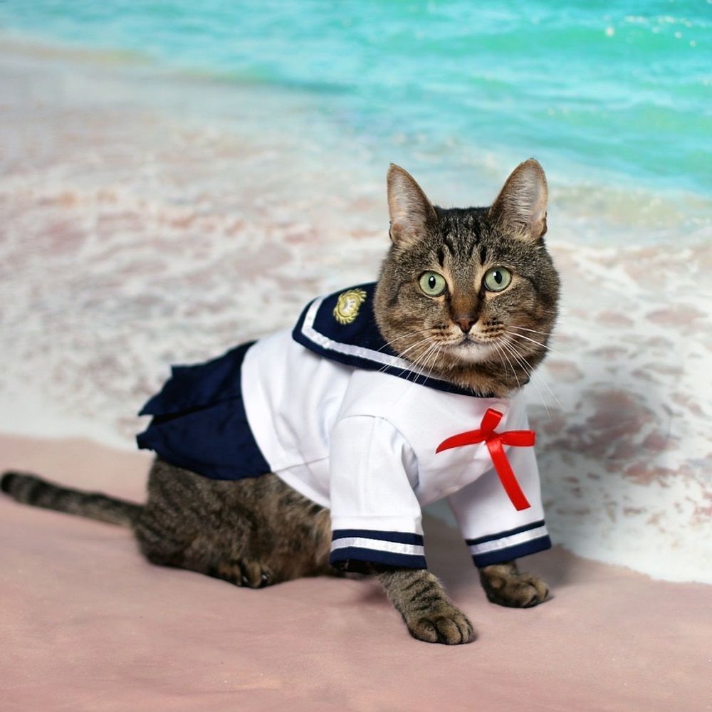 Another small cat in a sailor outfit