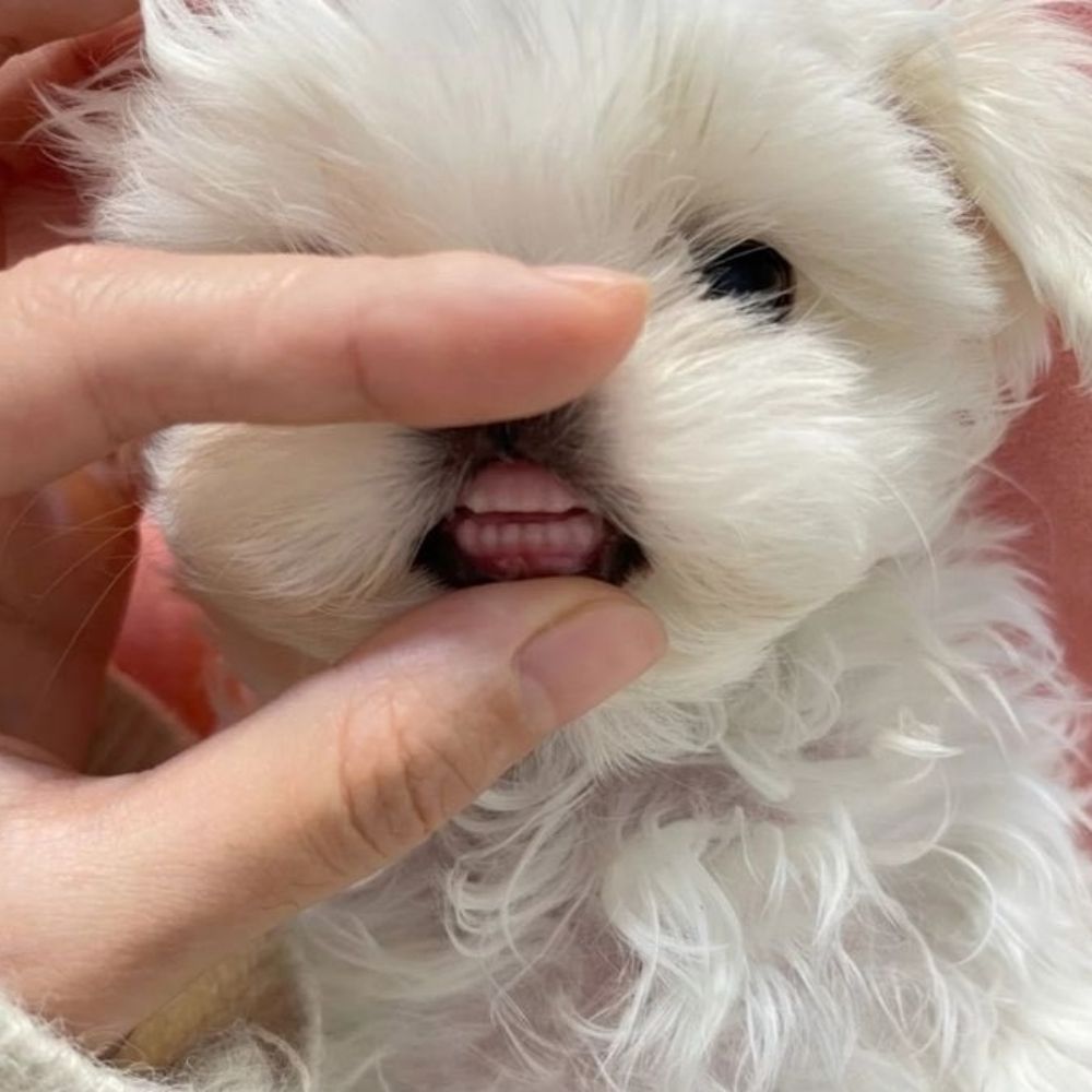 뿌웅