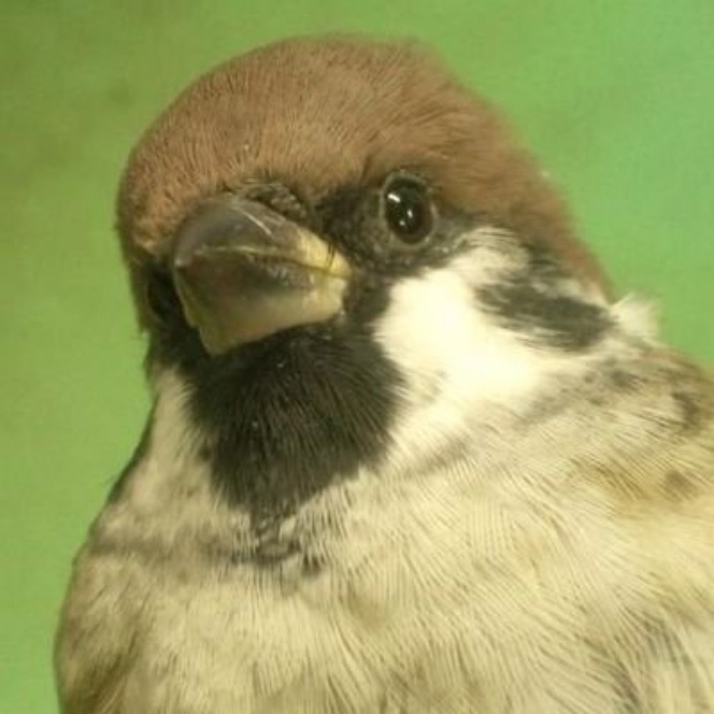 Momyo(かまから