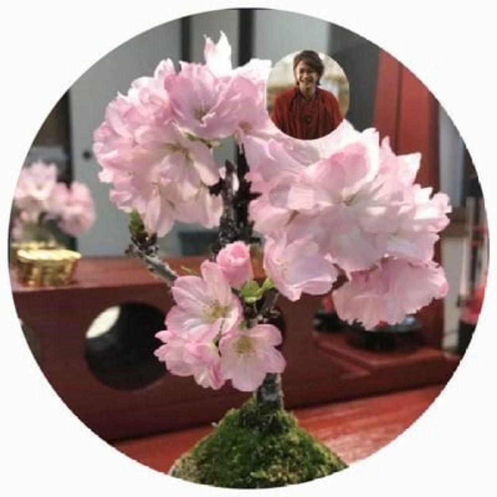 jt🌸