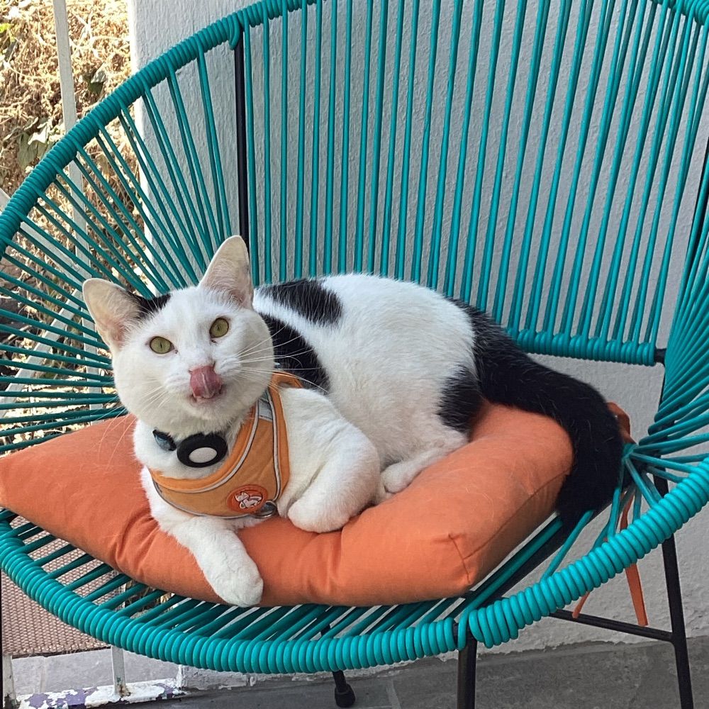 Francisco De Gato