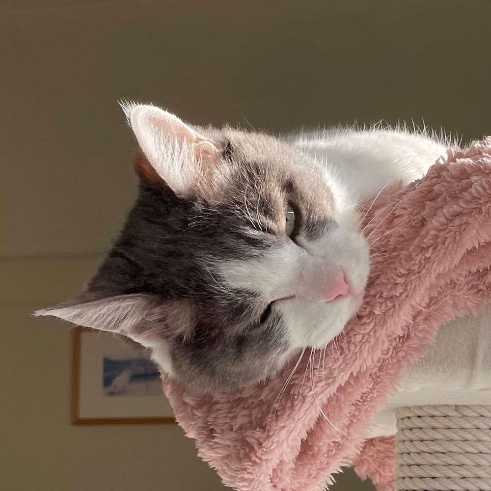 ねるぞう