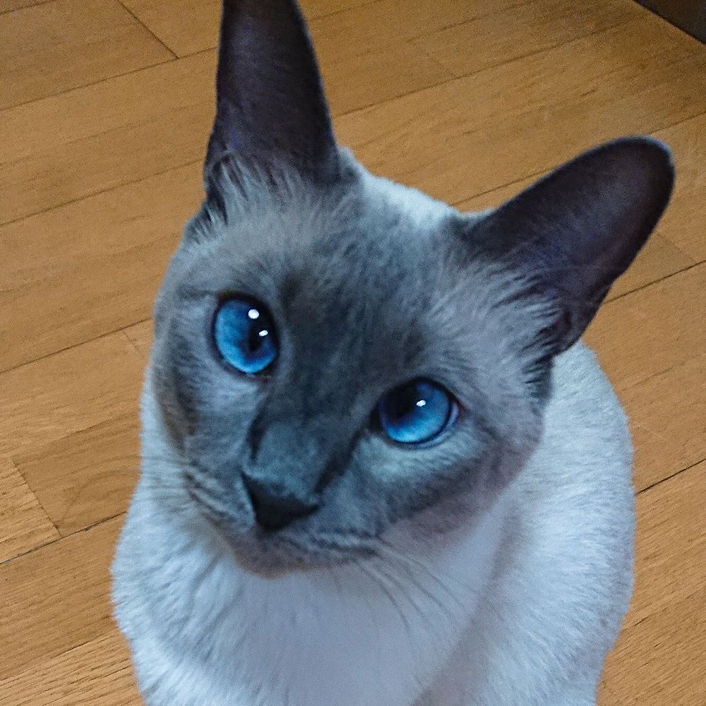 こすず
