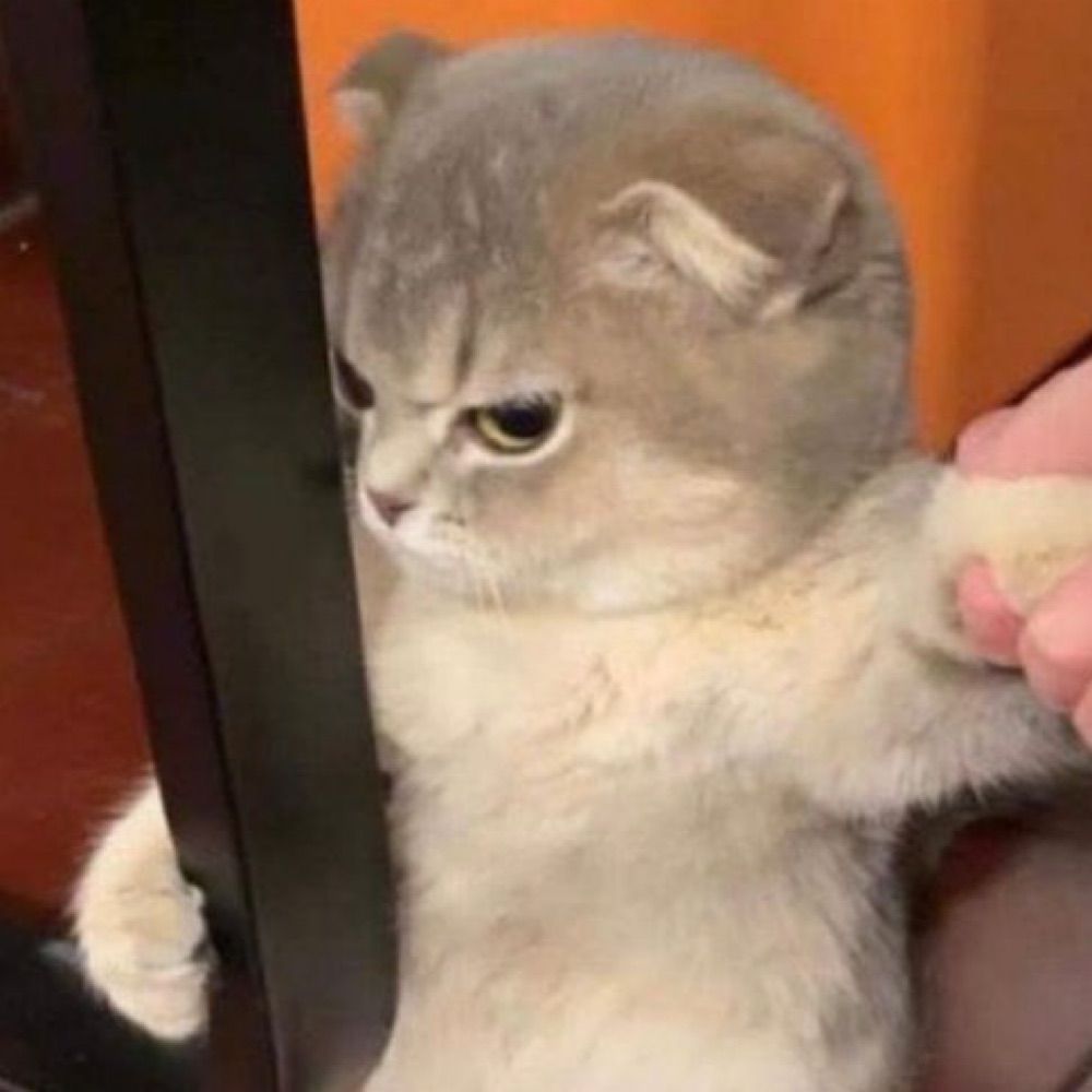 Bel