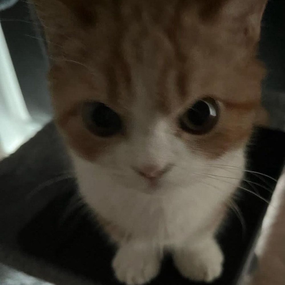 luiz