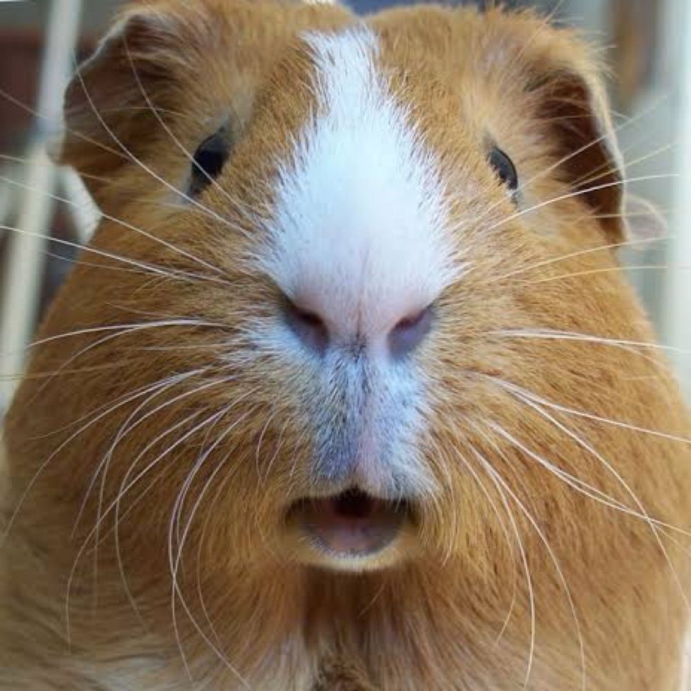 mr. preá 