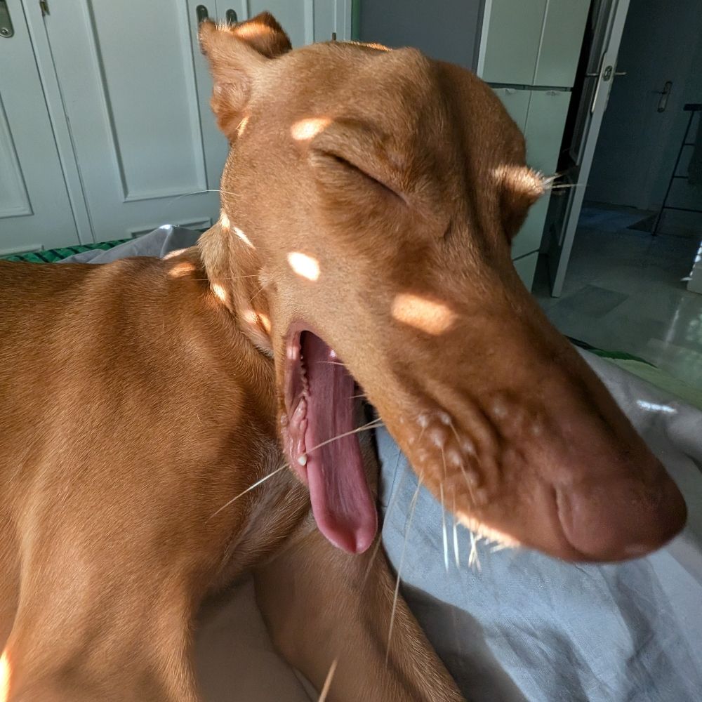 Hugo