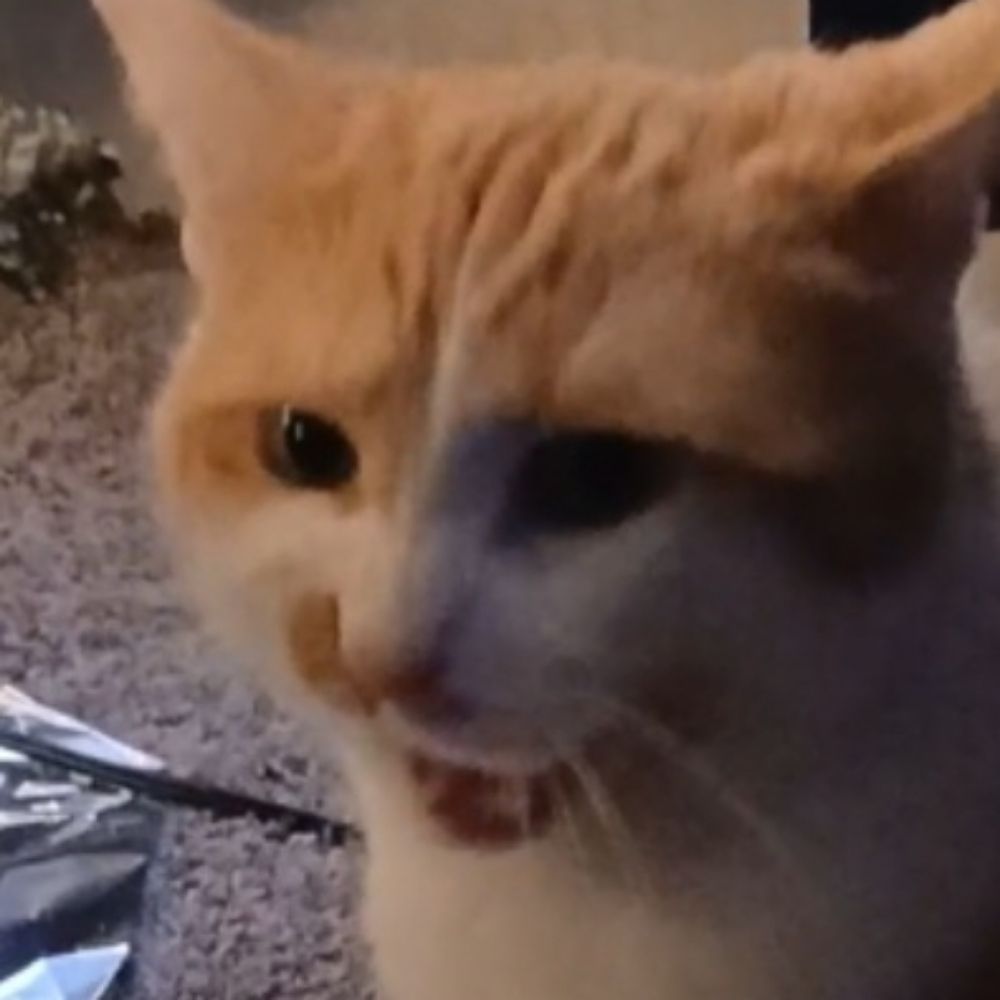 TeeBee