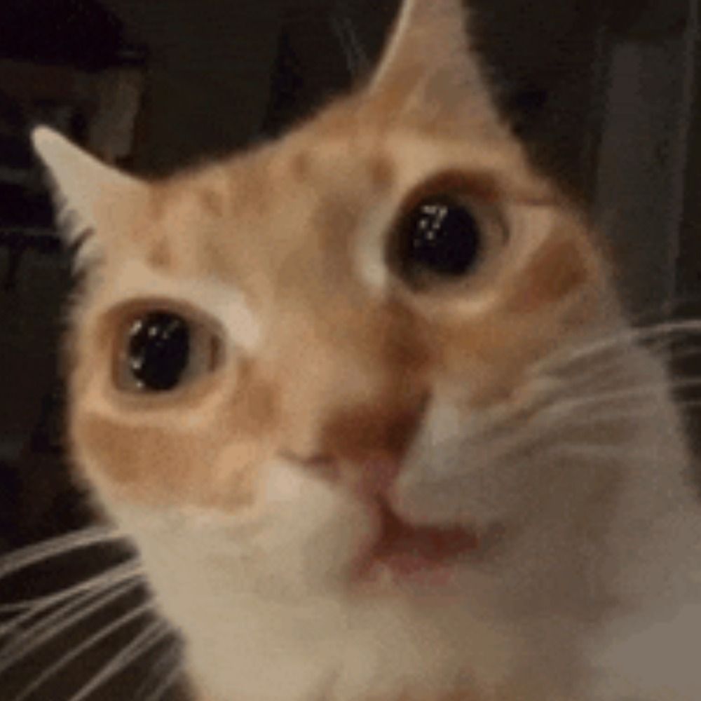Orange Cat Braincell