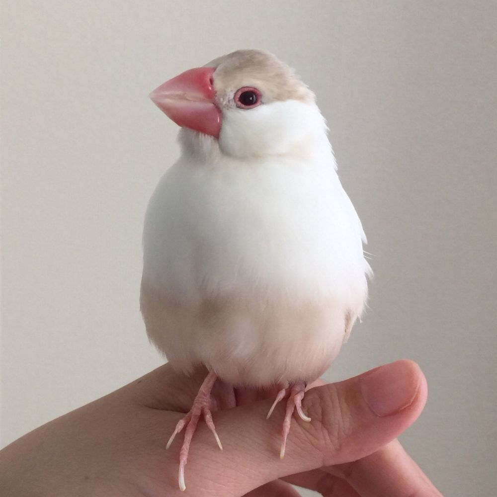 きなこ もちお