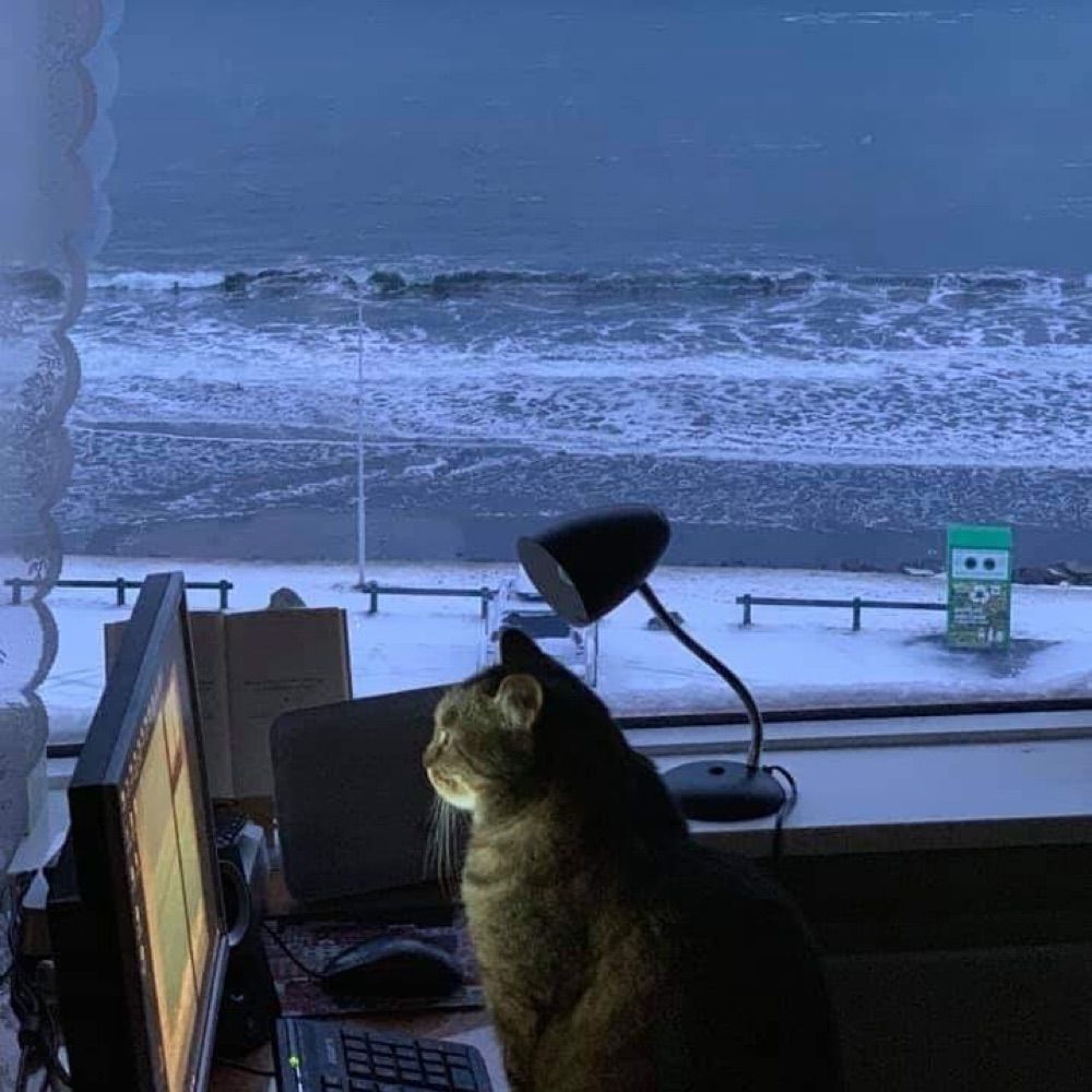 코튼볼