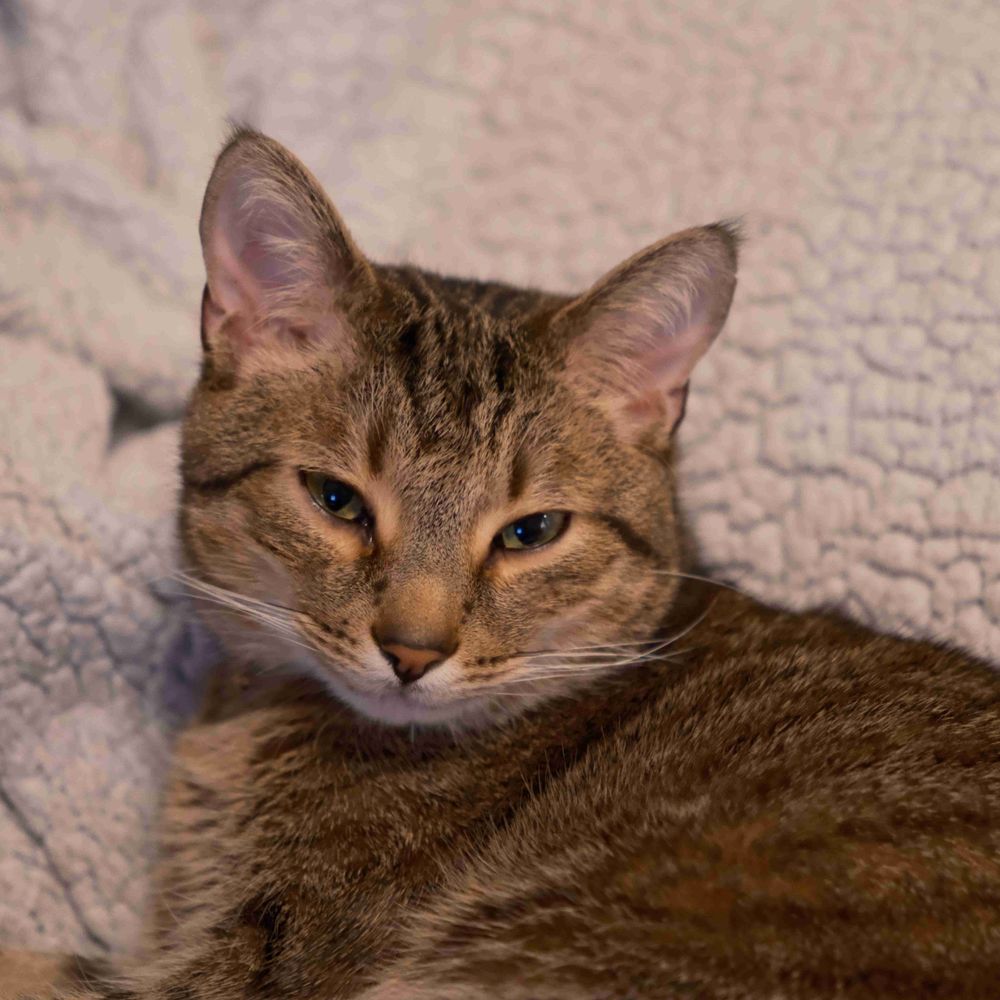 Arya