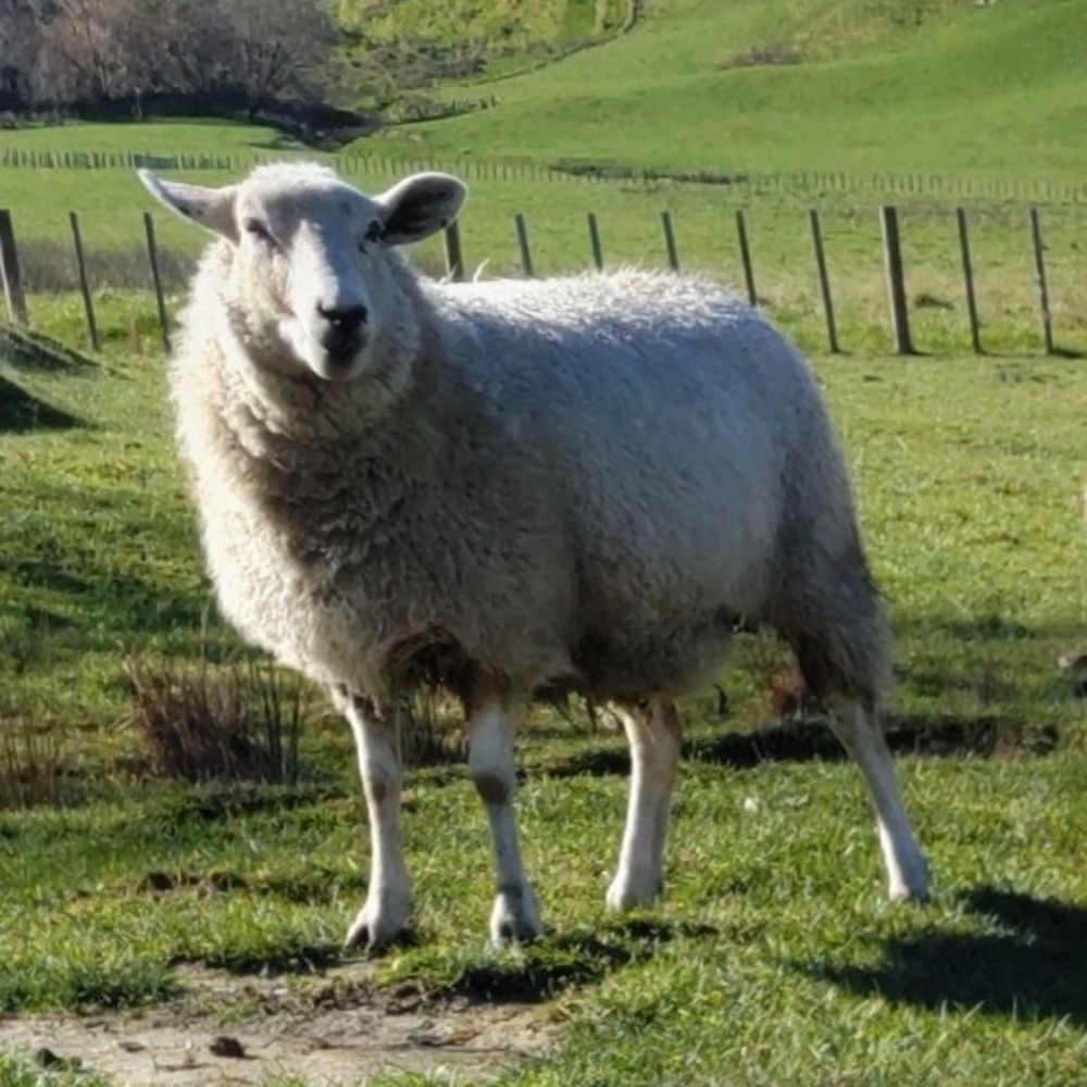 mutton