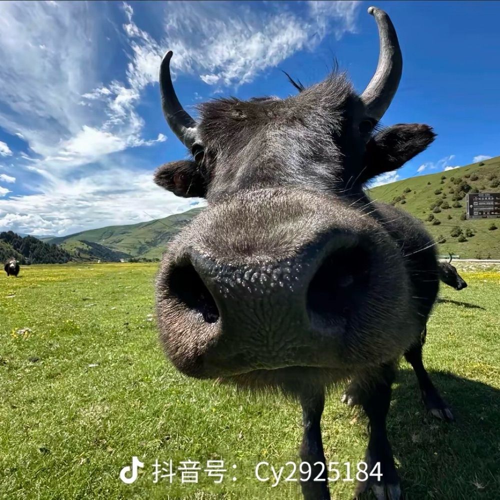 三只松子蛋