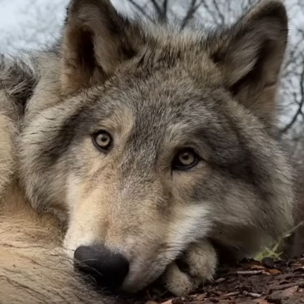 Anon. W. Wolf. 🐺🔞
