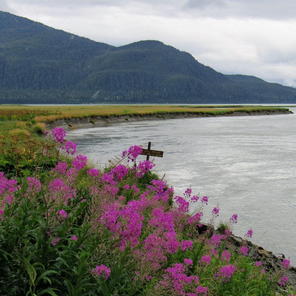 Rosebay Fireweed