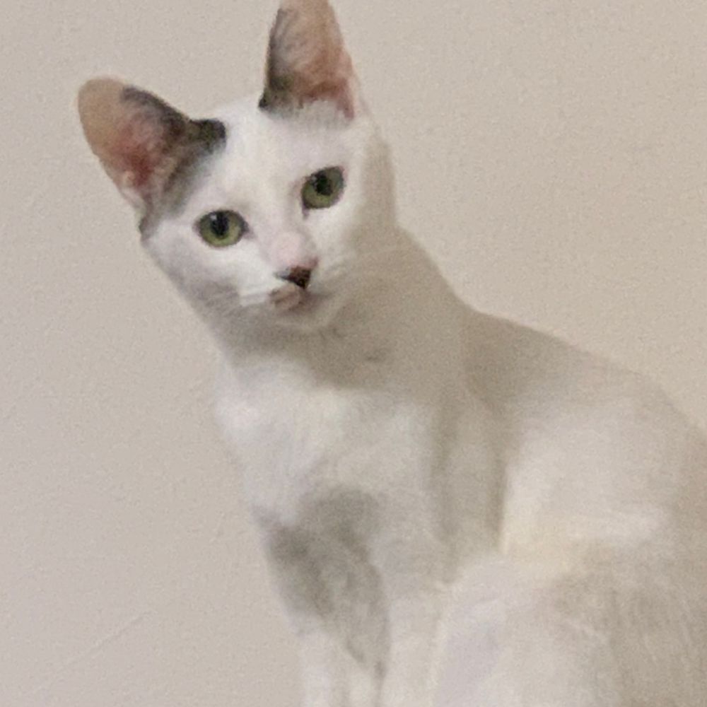ハム