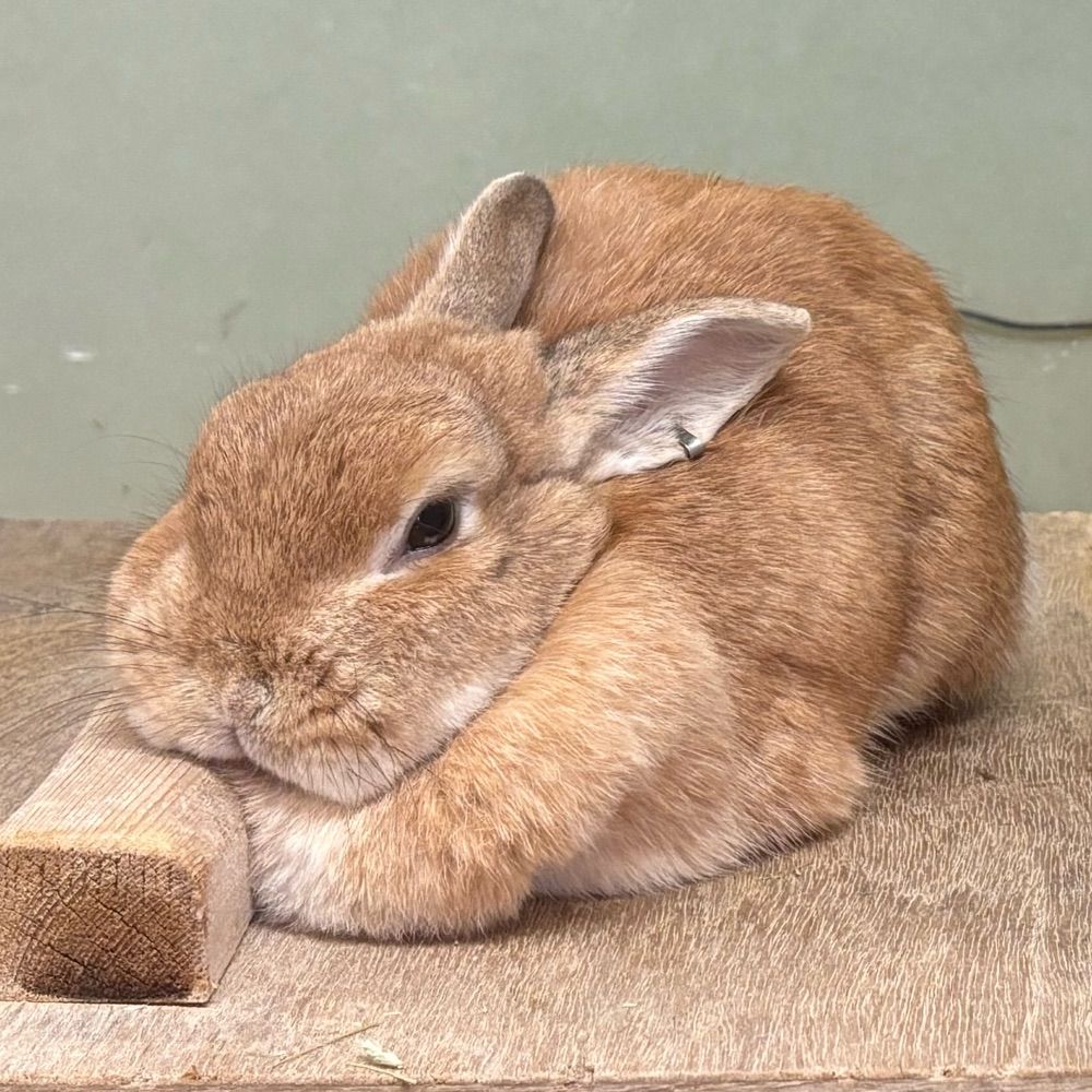うさぎのむしもの