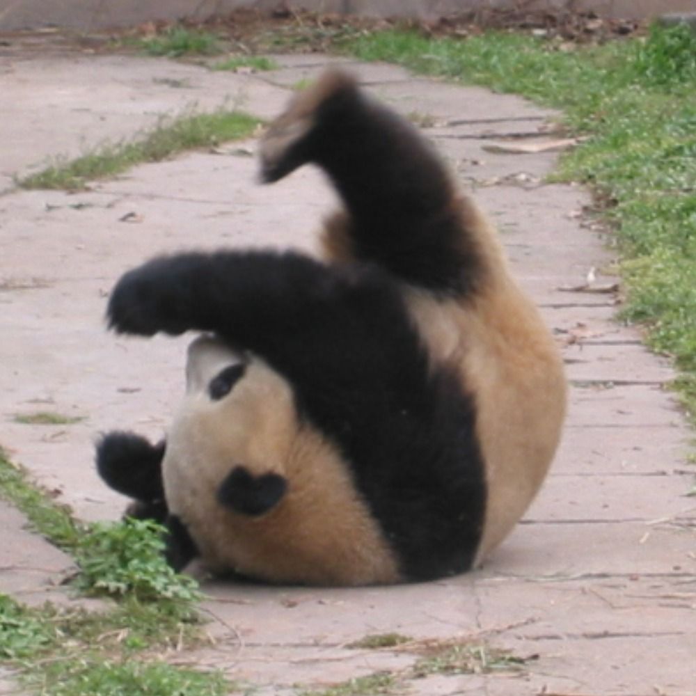 よつぱら