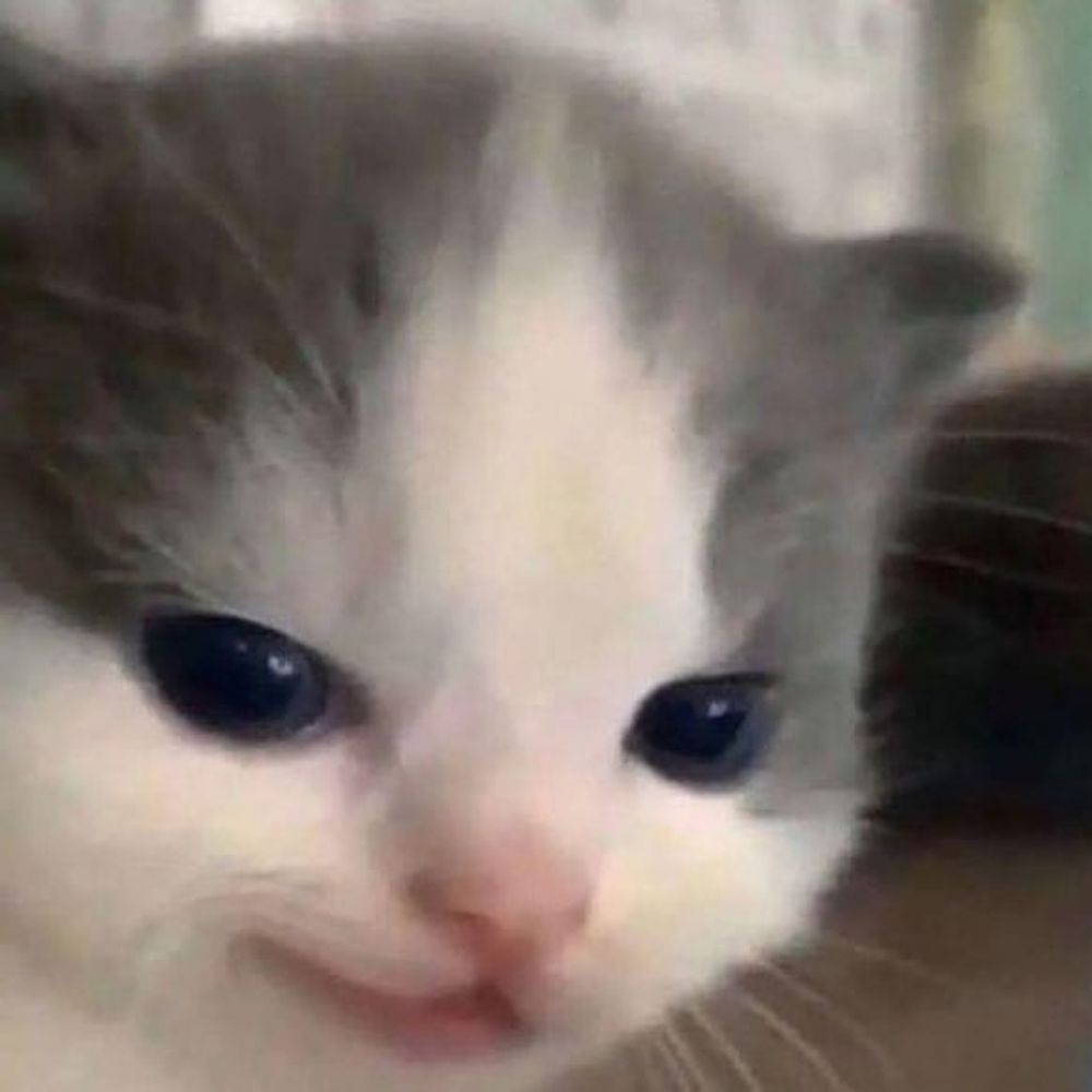 Evil Kitten