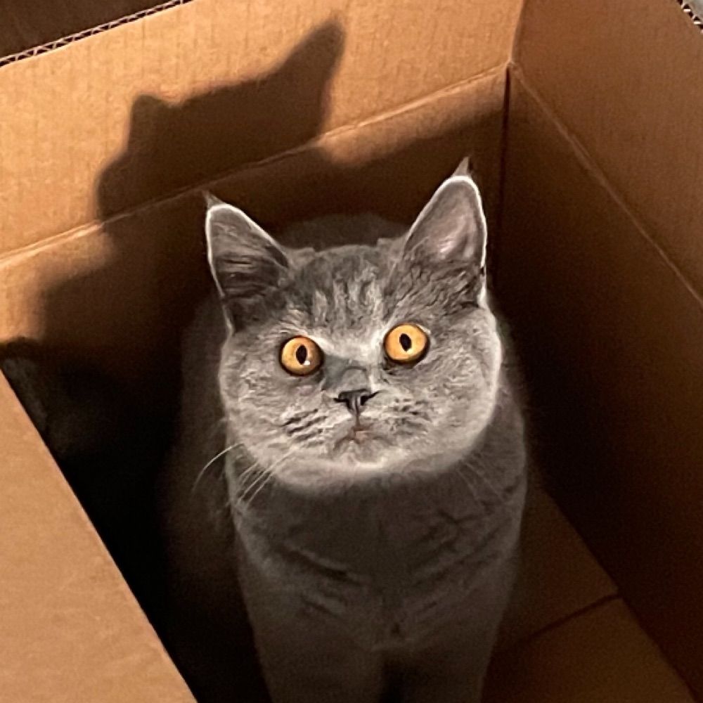 Simone