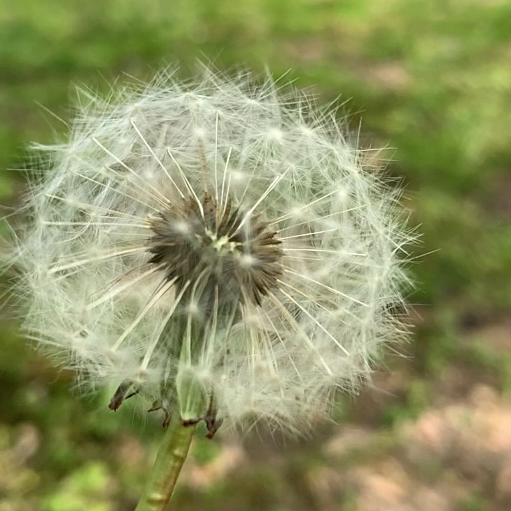 muemo