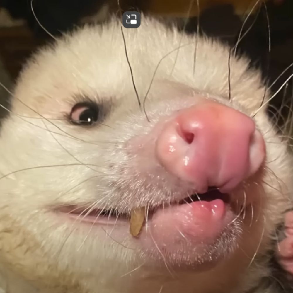 Spiralling Possum