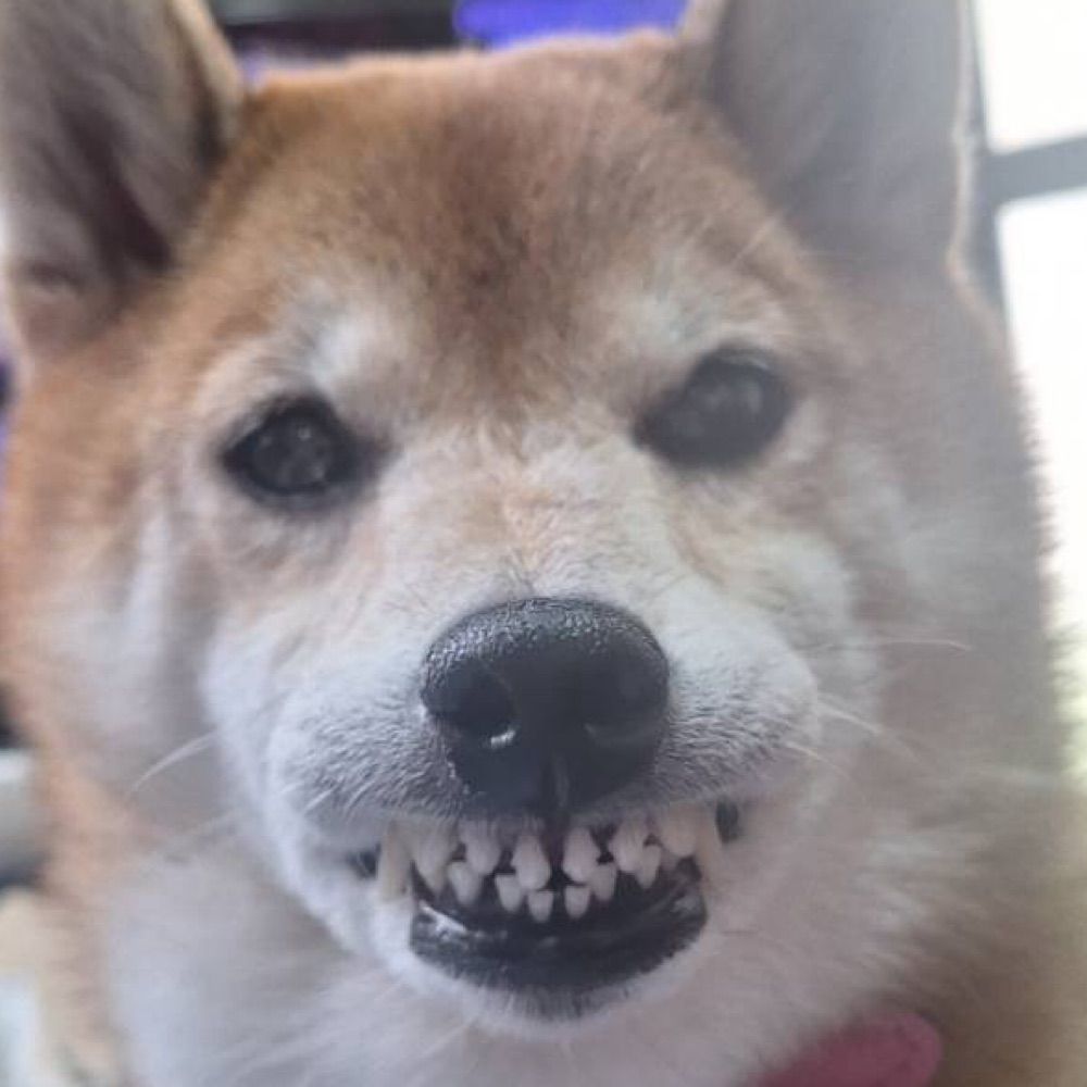 敷