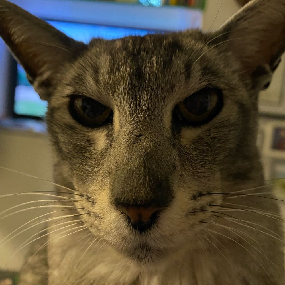 Mokey