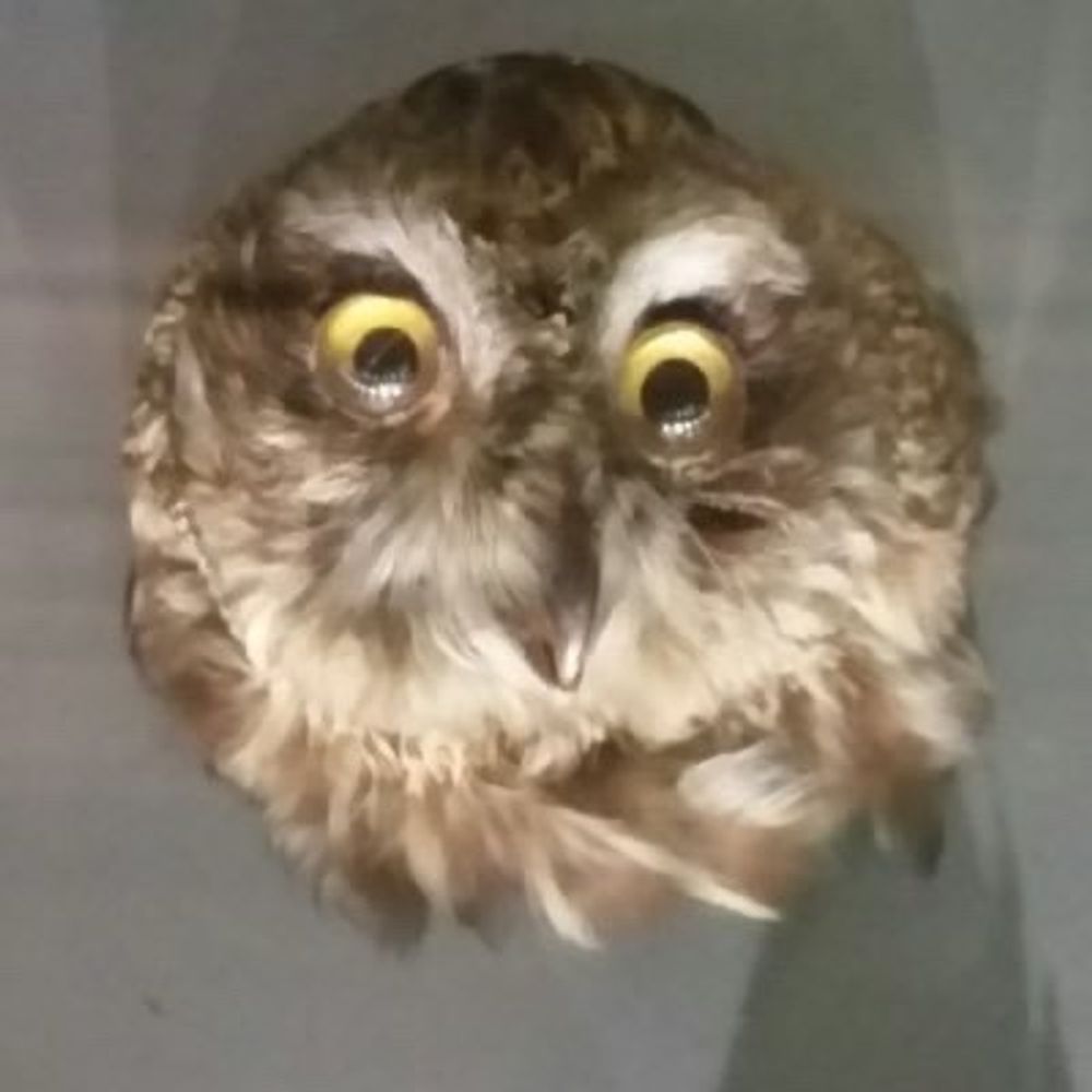 Surprised Owl