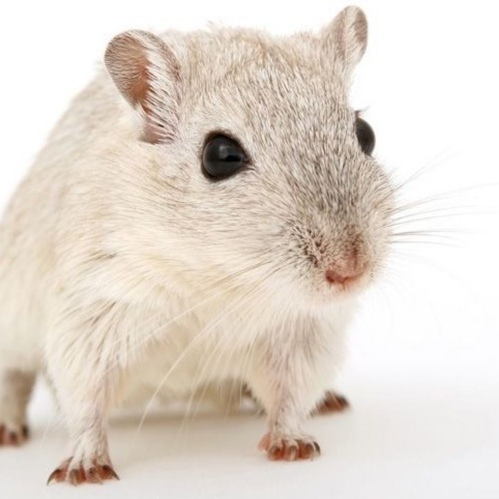 catiticia