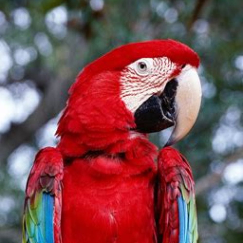 srs_bsns (parroty account)