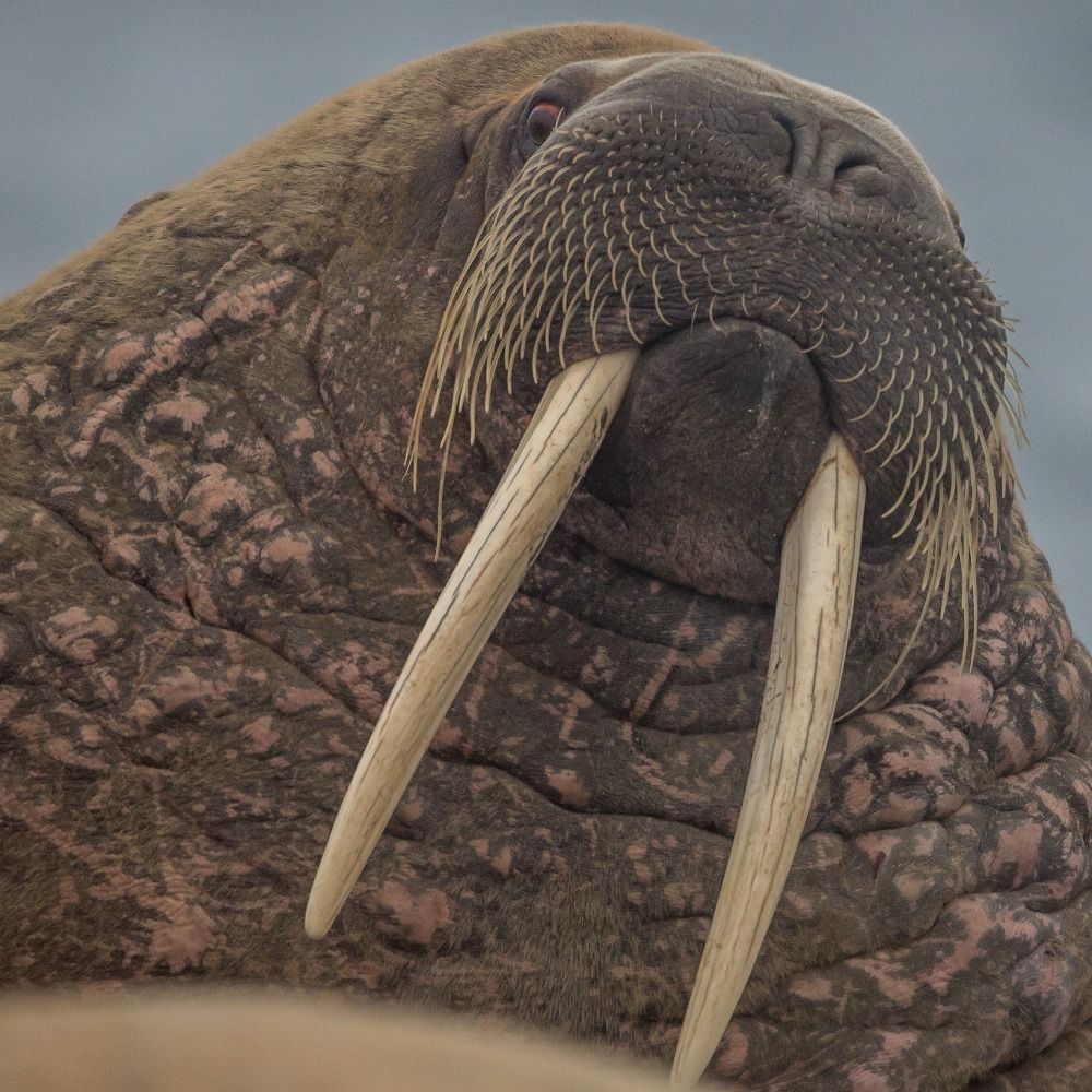 Fact Walrus's avatar