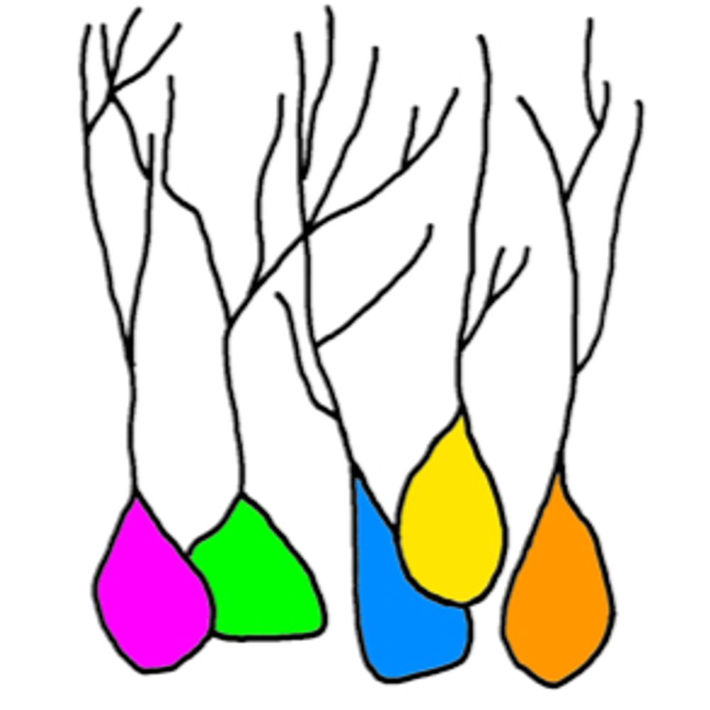 Glover Lab