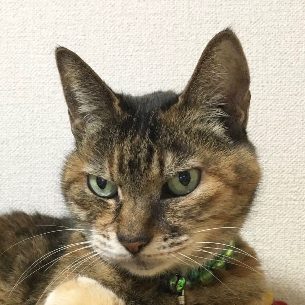 ぽんた