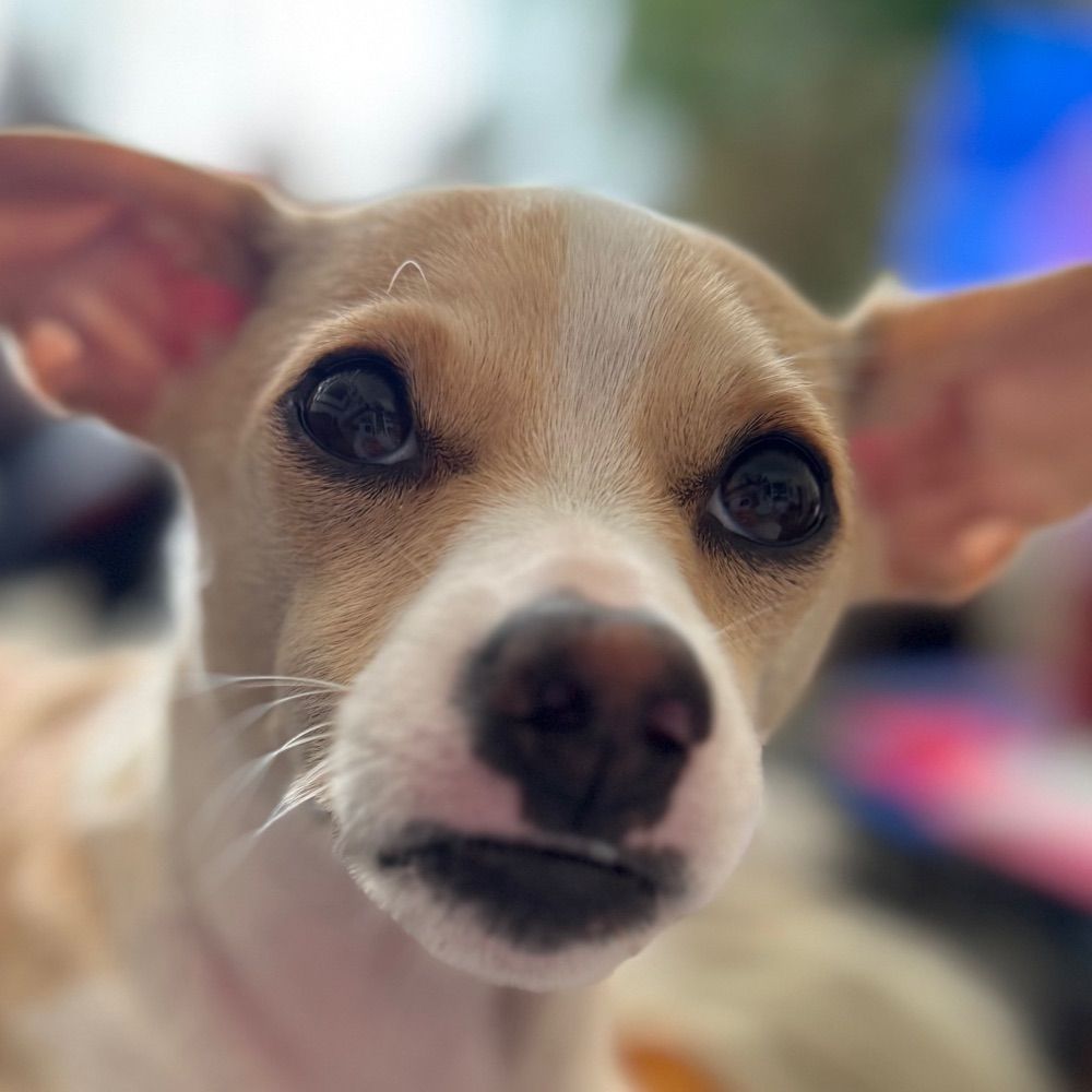 Milo
