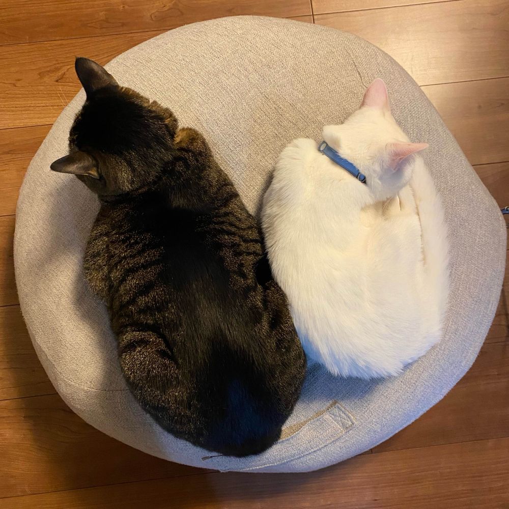 ラブラドール猫村