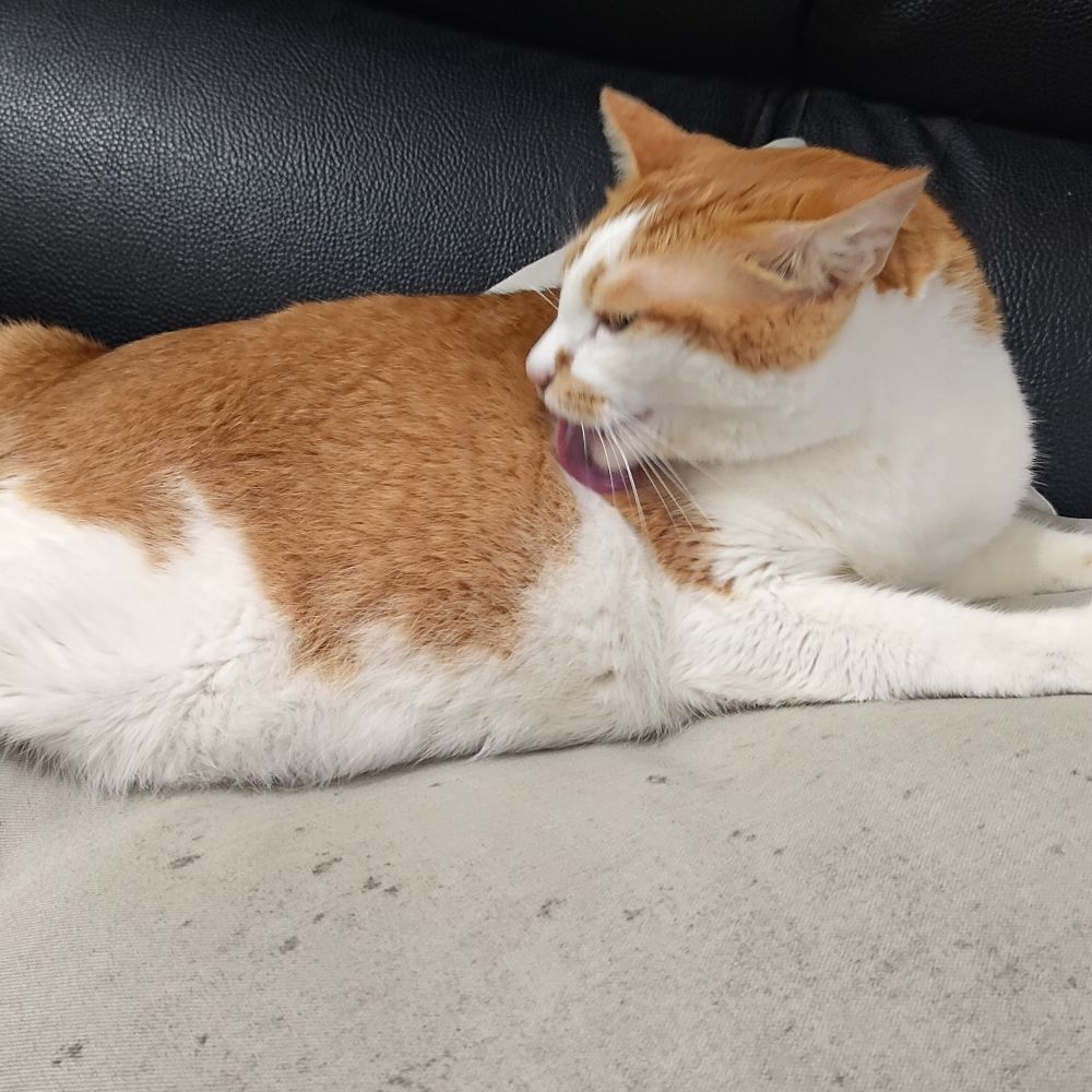 楊晨