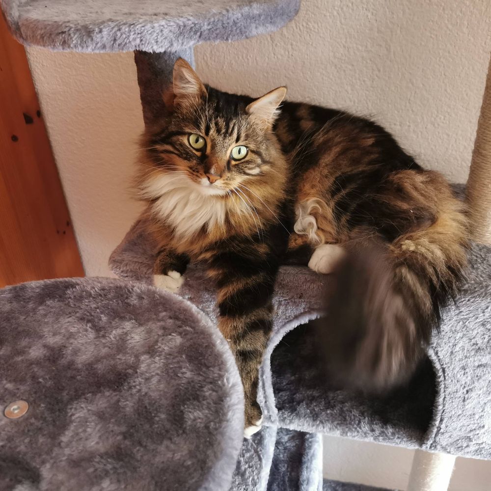 Lizzycat