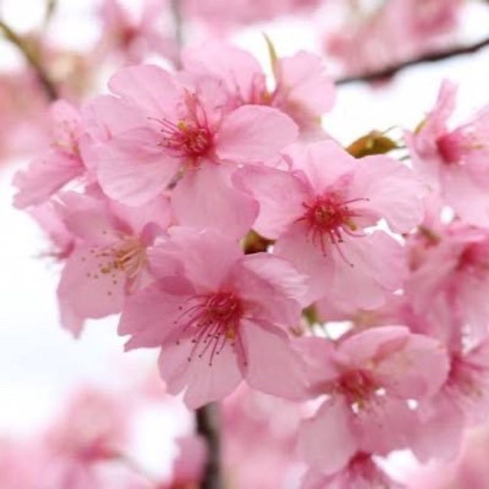 桜羽 ざくろ