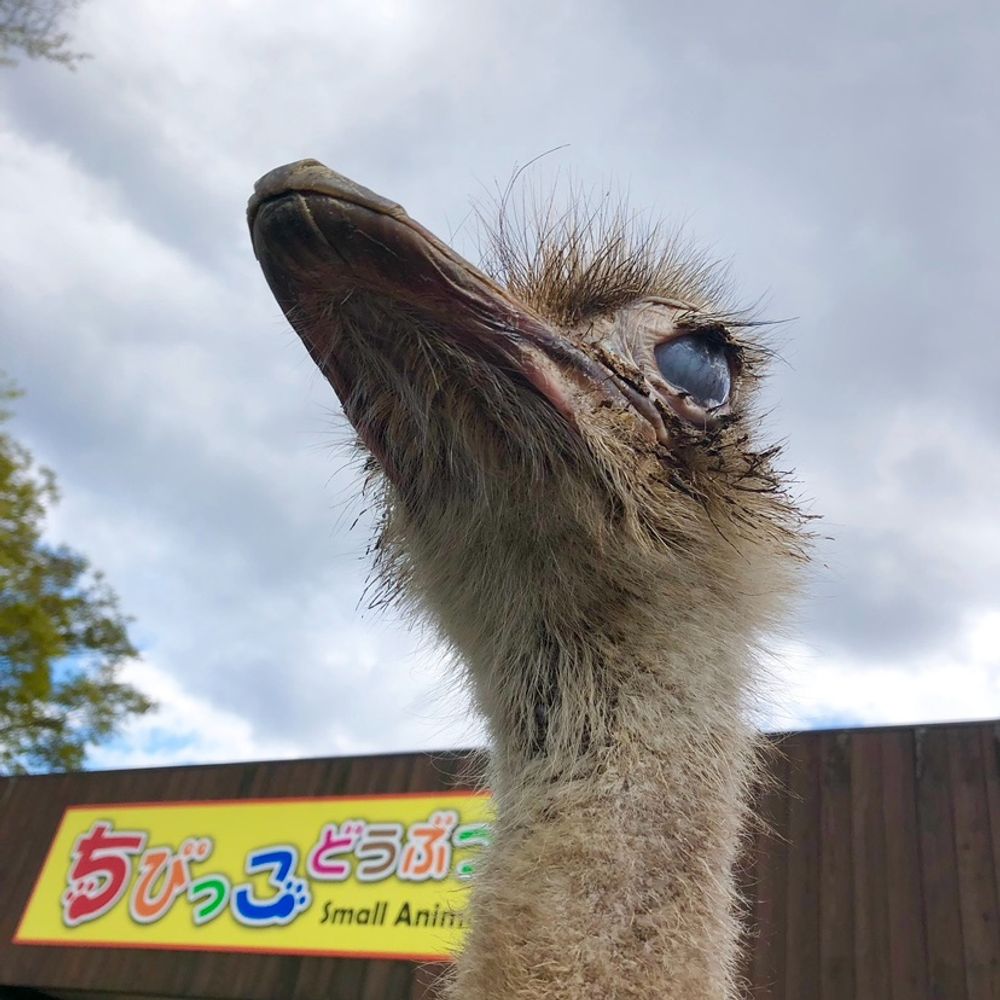 ららのすけ