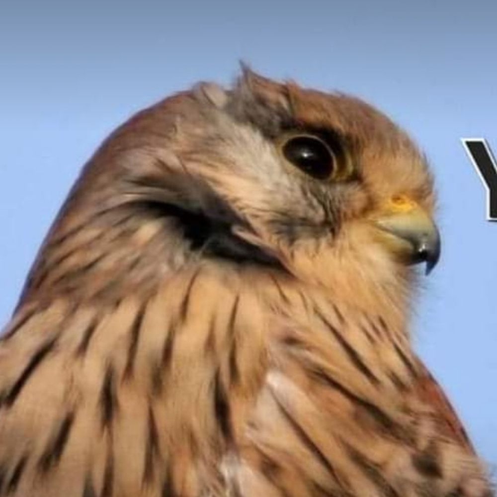 South Yorkshire Birders