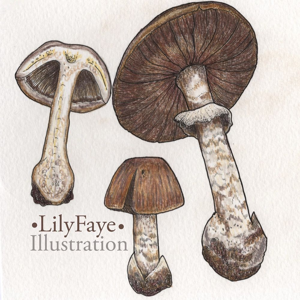 Profile picture lilyfayeillustrate.bsky.social