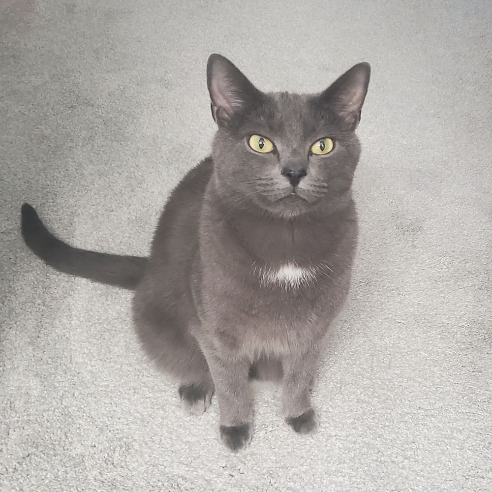Tanjiro the Cat