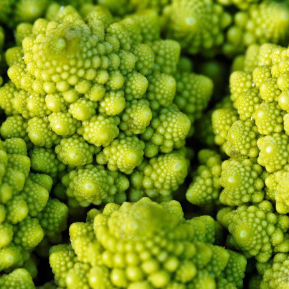 SLIME MOLD TIME MOLD