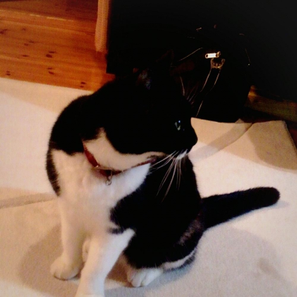 がちょ