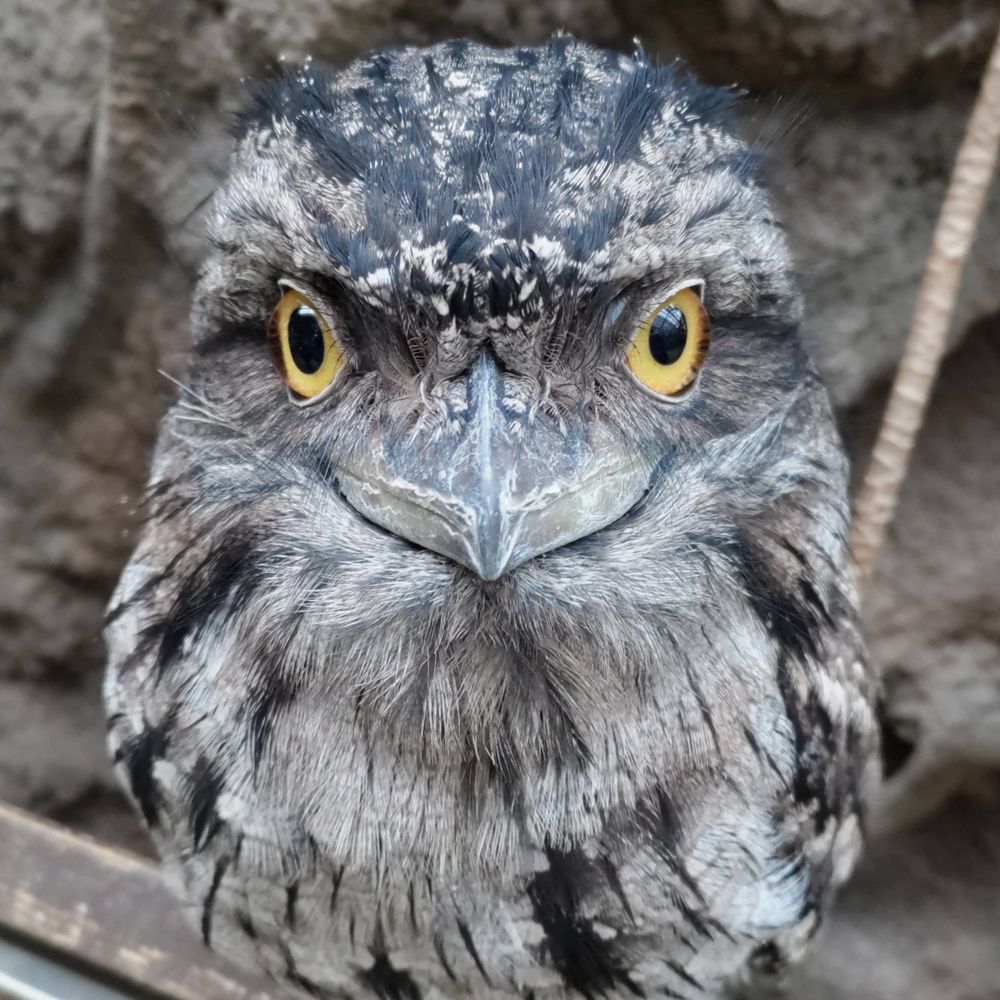 桃色コウノトリ