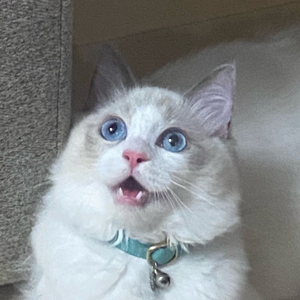 コイシ