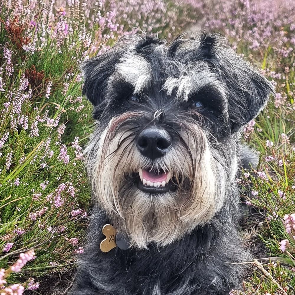 Hugo